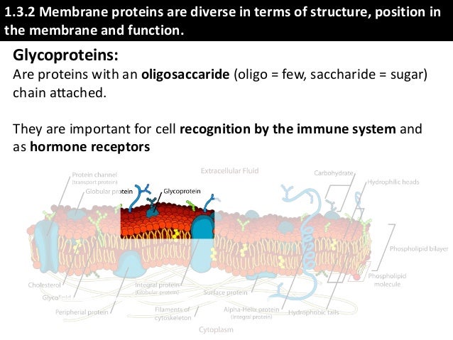 IB Biology 1.3 Slides: Membrane Structure