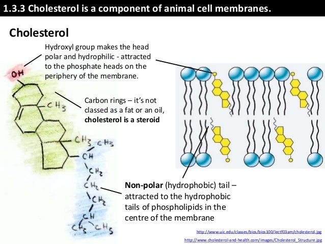 cholesterol in cell membrane