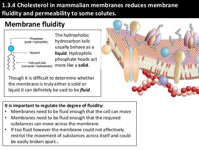 IB Biology 1.3 Slides: Membrane Structure