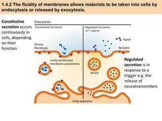 IB Biology 1.4 Slides: Cell Transport | PPTX