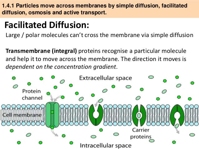 IB Biology 1.4 Slides Cell Transport