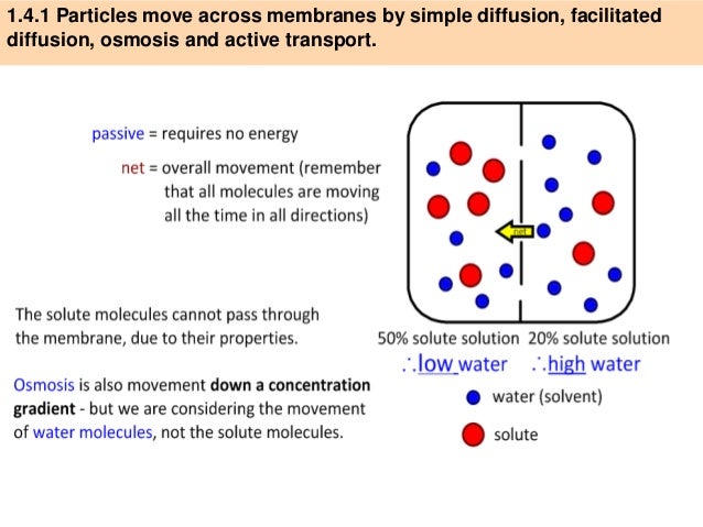 IB Biology 1.4 Slides Cell Transport