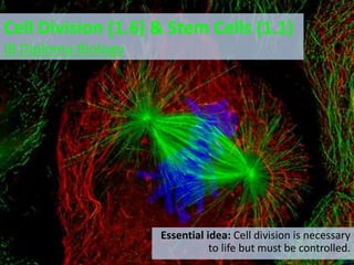 By Chris Paine
https://bioknowledgy.weebly.com/
Cell Division (1.6) & Stem Cells (1.1)
IB Diploma Biology
Essential idea: Cell division is necessary
to life but must be controlled.
 