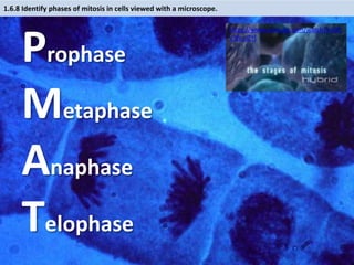 IB Biology 1.6 & 1.1 Slides: Mitosis & Stem Cells