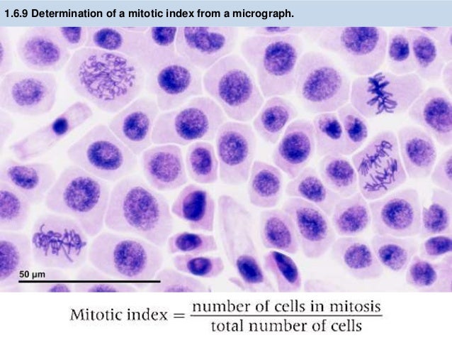 mitotic index example Advanced higher biology all unit revision.