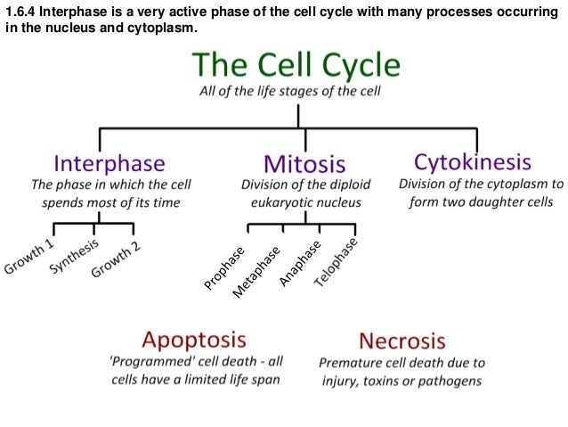 Cell Cycle Flow Chart