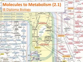 Molecules to Metabolism (2.1)
IB Diploma Biology
 