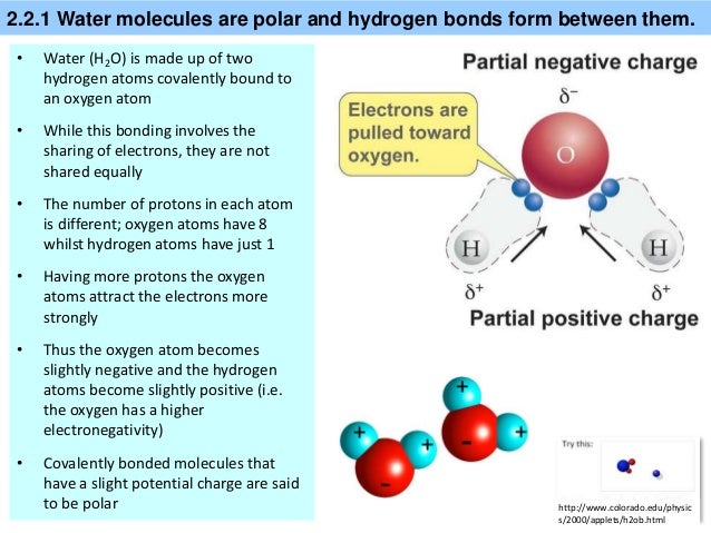 ib biology 2 2 slides water hydrogen bonds form