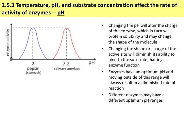 Ib Biology 2 5 Slides Enzymes