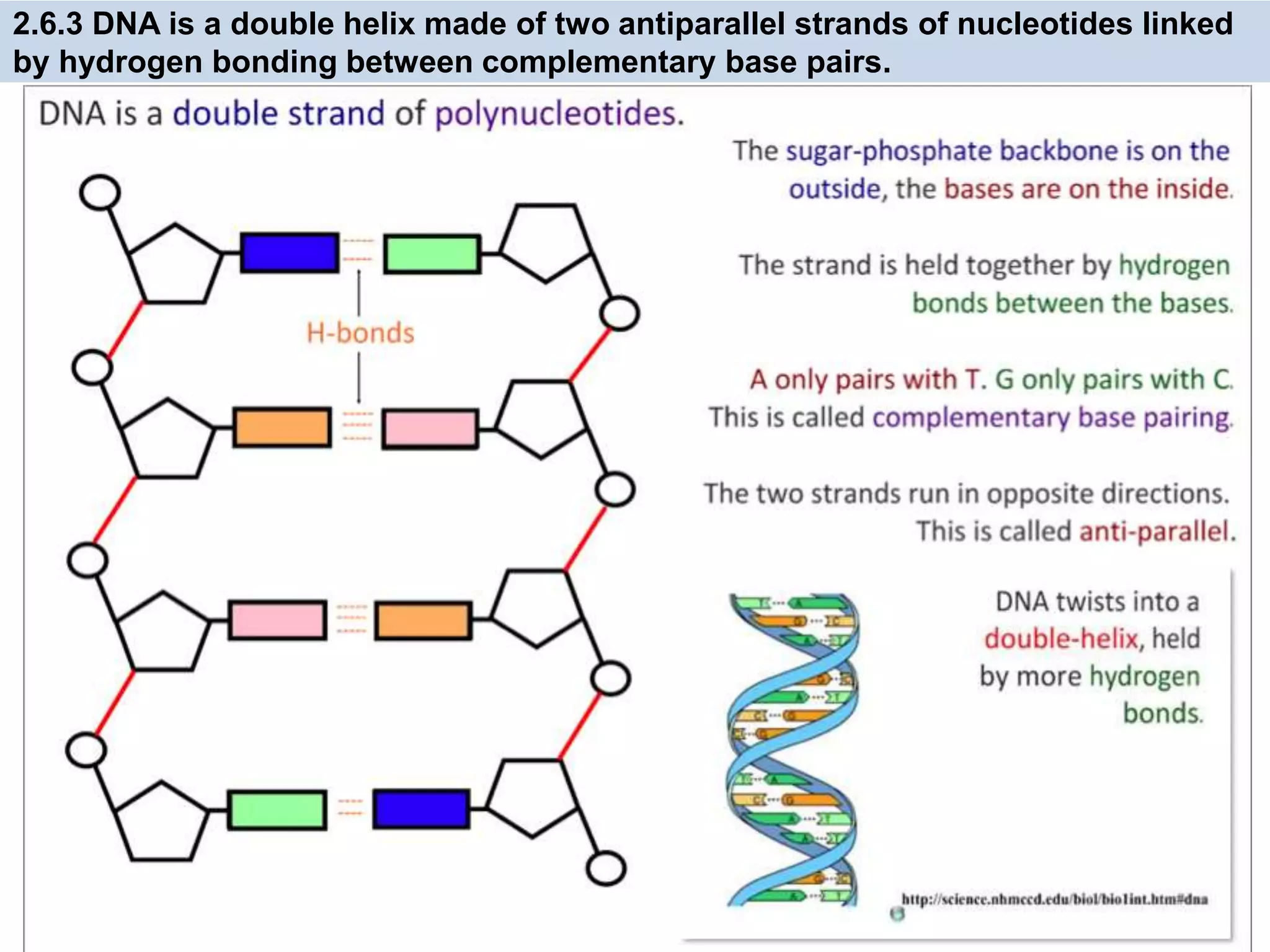 2.6.3 DNA is a double helix made of two antiparallel strands of nucleotides linked
by hydrogen bonding between complementary base pairs.
 