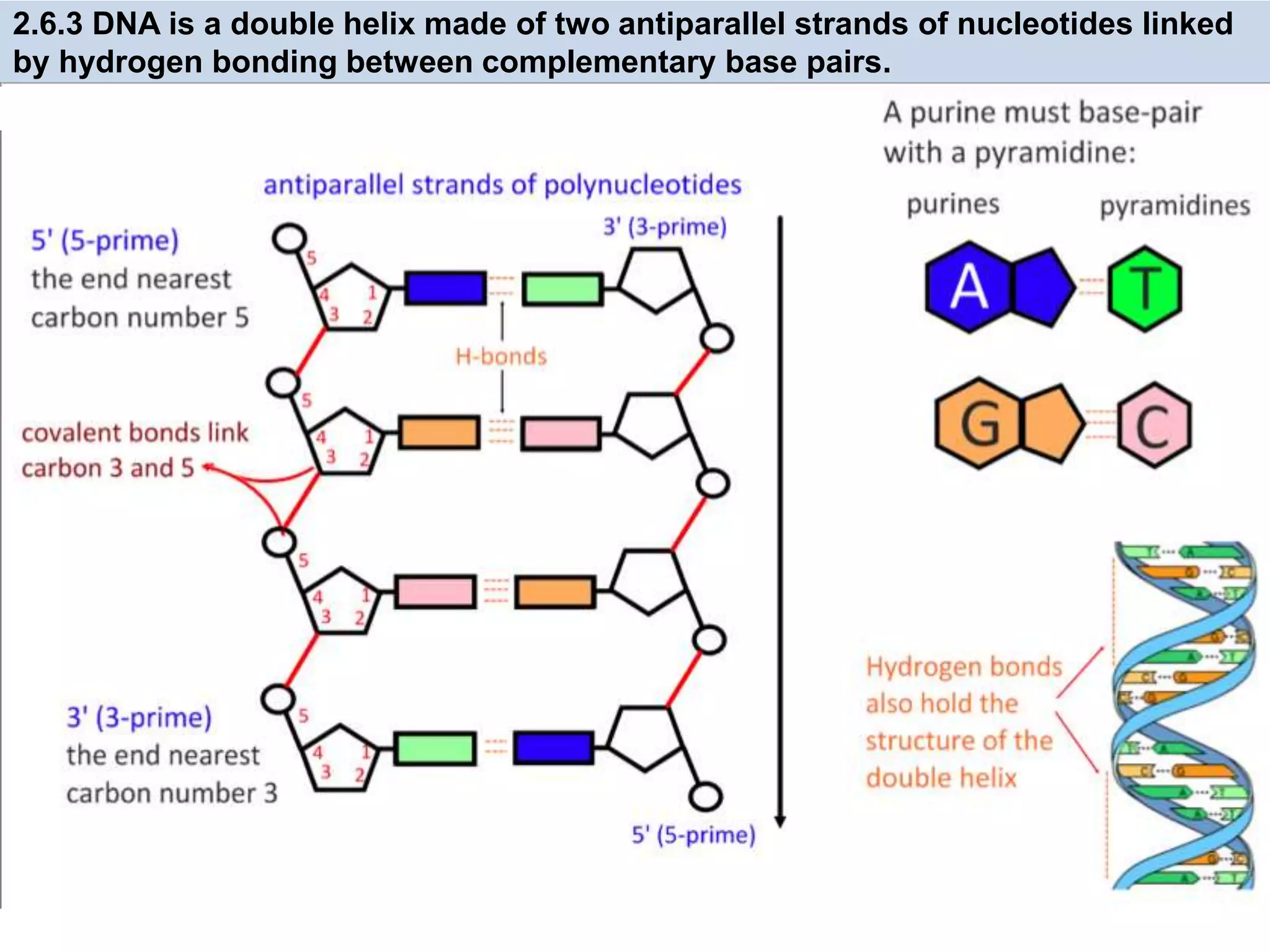 2.6.3 DNA is a double helix made of two antiparallel strands of nucleotides linked
by hydrogen bonding between complementary base pairs.
 