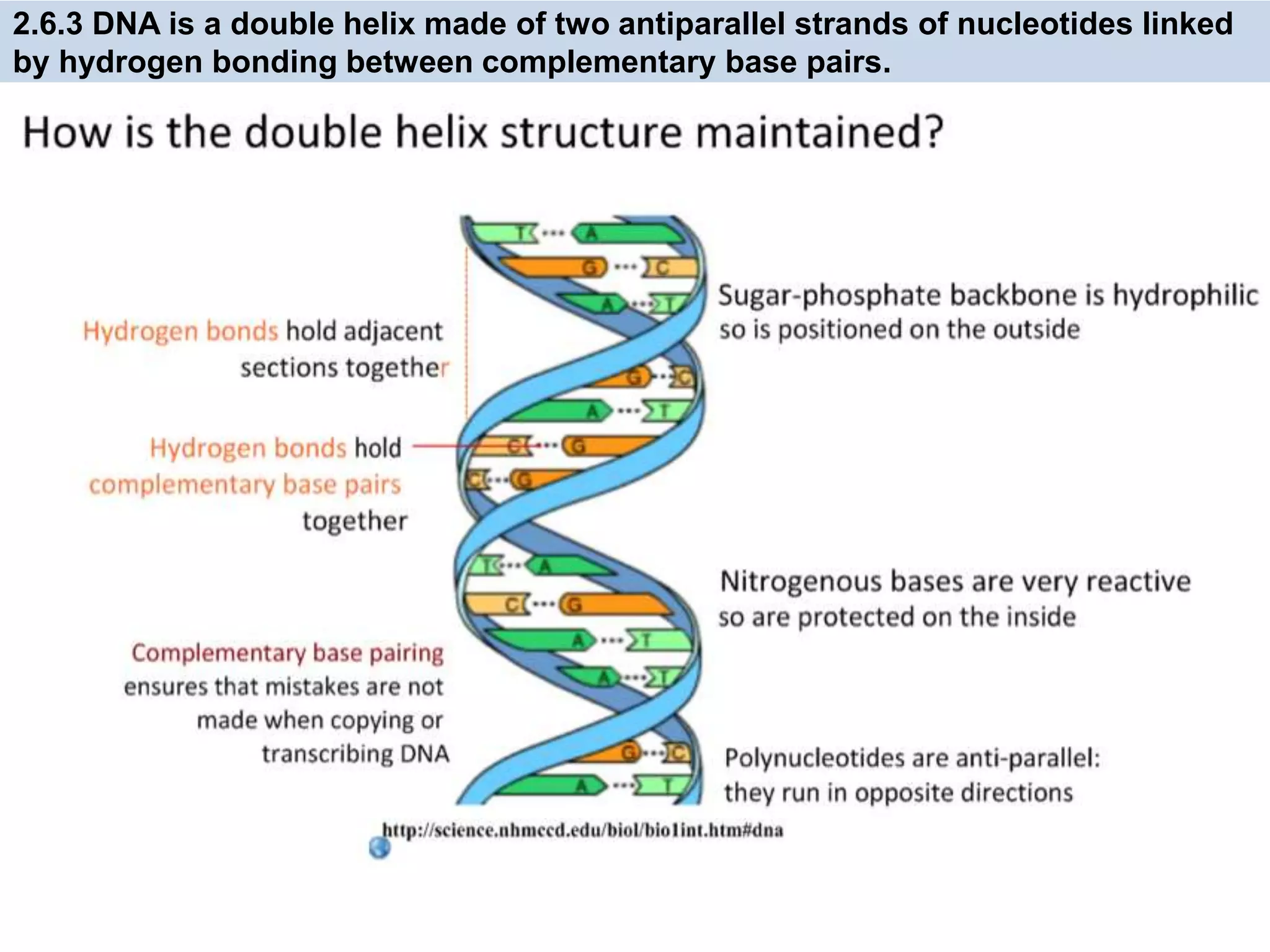 2.6.3 DNA is a double helix made of two antiparallel strands of nucleotides linked
by hydrogen bonding between complementary base pairs.
 