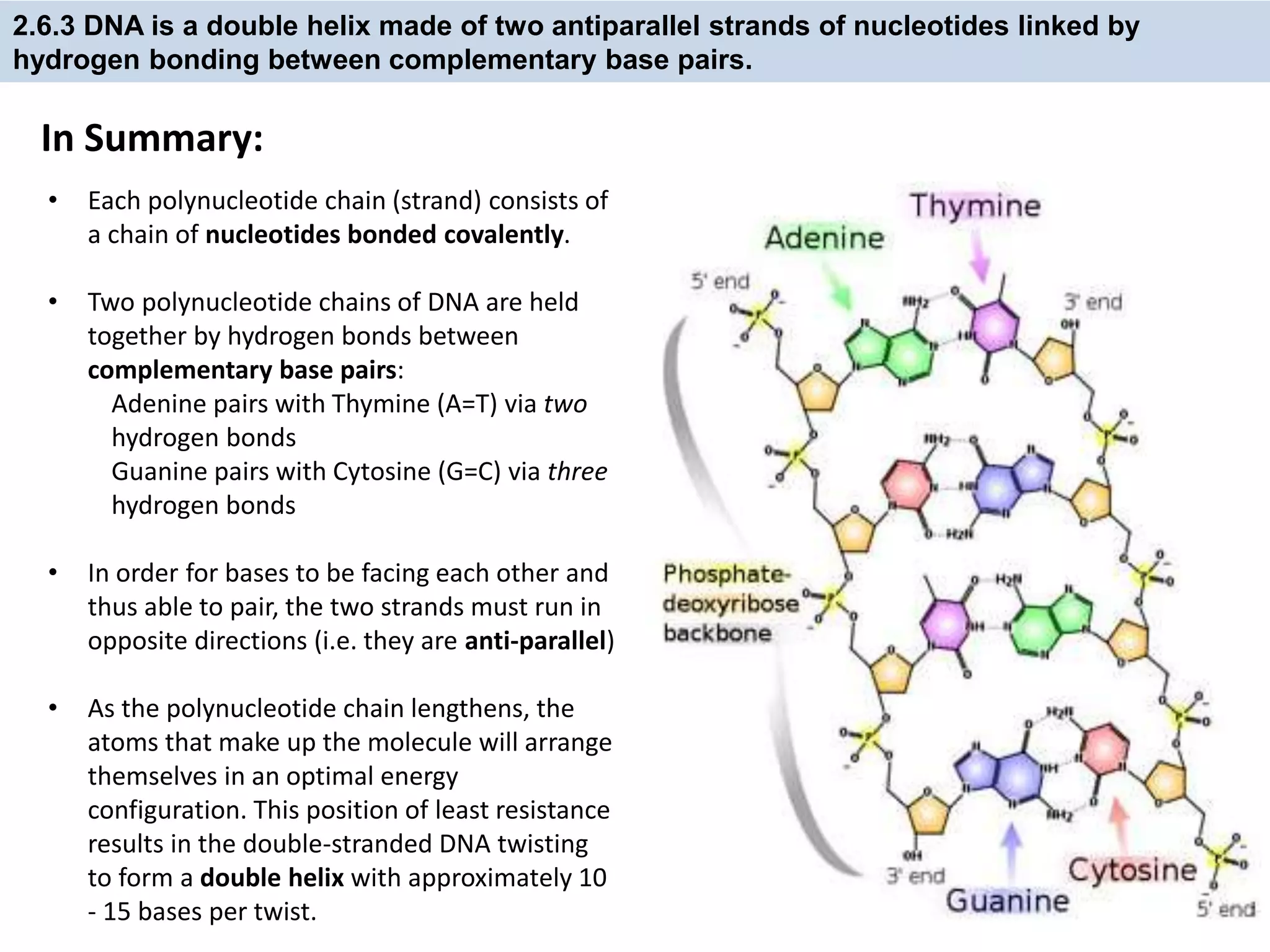 2.6.3 DNA is a double helix made of two antiparallel strands of nucleotides linked by
hydrogen bonding between complementary base pairs.
• Each polynucleotide chain (strand) consists of
a chain of nucleotides bonded covalently.
• Two polynucleotide chains of DNA are held
together by hydrogen bonds between
complementary base pairs:
Adenine pairs with Thymine (A=T) via two
hydrogen bonds
Guanine pairs with Cytosine (G=C) via three
hydrogen bonds
• In order for bases to be facing each other and
thus able to pair, the two strands must run in
opposite directions (i.e. they are anti-parallel)
• As the polynucleotide chain lengthens, the
atoms that make up the molecule will arrange
themselves in an optimal energy
configuration. This position of least resistance
results in the double-stranded DNA twisting
to form a double helix with approximately 10
- 15 bases per twist.
In Summary:
 