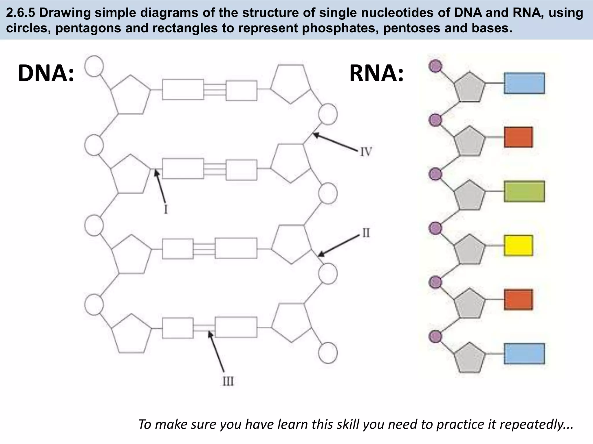 2.6.5 Drawing simple diagrams of the structure of single nucleotides of DNA and RNA, using
circles, pentagons and rectangles to represent phosphates, pentoses and bases.
To make sure you have learn this skill you need to practice it repeatedly...
DNA: RNA:
 