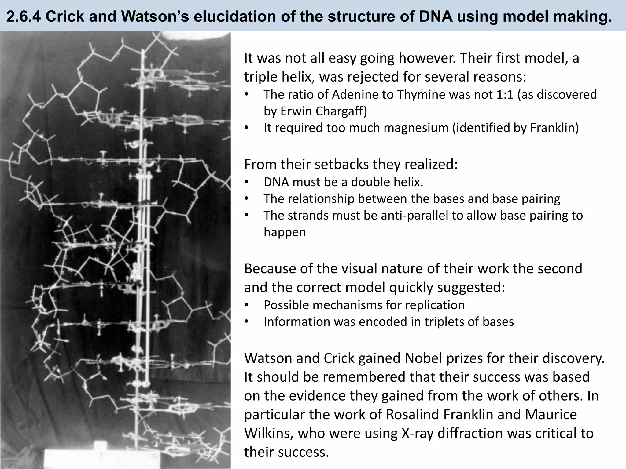 2.6.4 Crick and Watson’s elucidation of the structure of DNA using model making.
It was not all easy going however. Their first model, a
triple helix, was rejected for several reasons:
• The ratio of Adenine to Thymine was not 1:1 (as discovered
by Erwin Chargaff)
• It required too much magnesium (identified by Franklin)
From their setbacks they realized:
• DNA must be a double helix.
• The relationship between the bases and base pairing
• The strands must be anti-parallel to allow base pairing to
happen
Because of the visual nature of their work the second
and the correct model quickly suggested:
• Possible mechanisms for replication
• Information was encoded in triplets of bases
Watson and Crick gained Nobel prizes for their discovery.
It should be remembered that their success was based
on the evidence they gained from the work of others. In
particular the work of Rosalind Franklin and Maurice
Wilkins, who were using X-ray diffraction was critical to
their success.
 