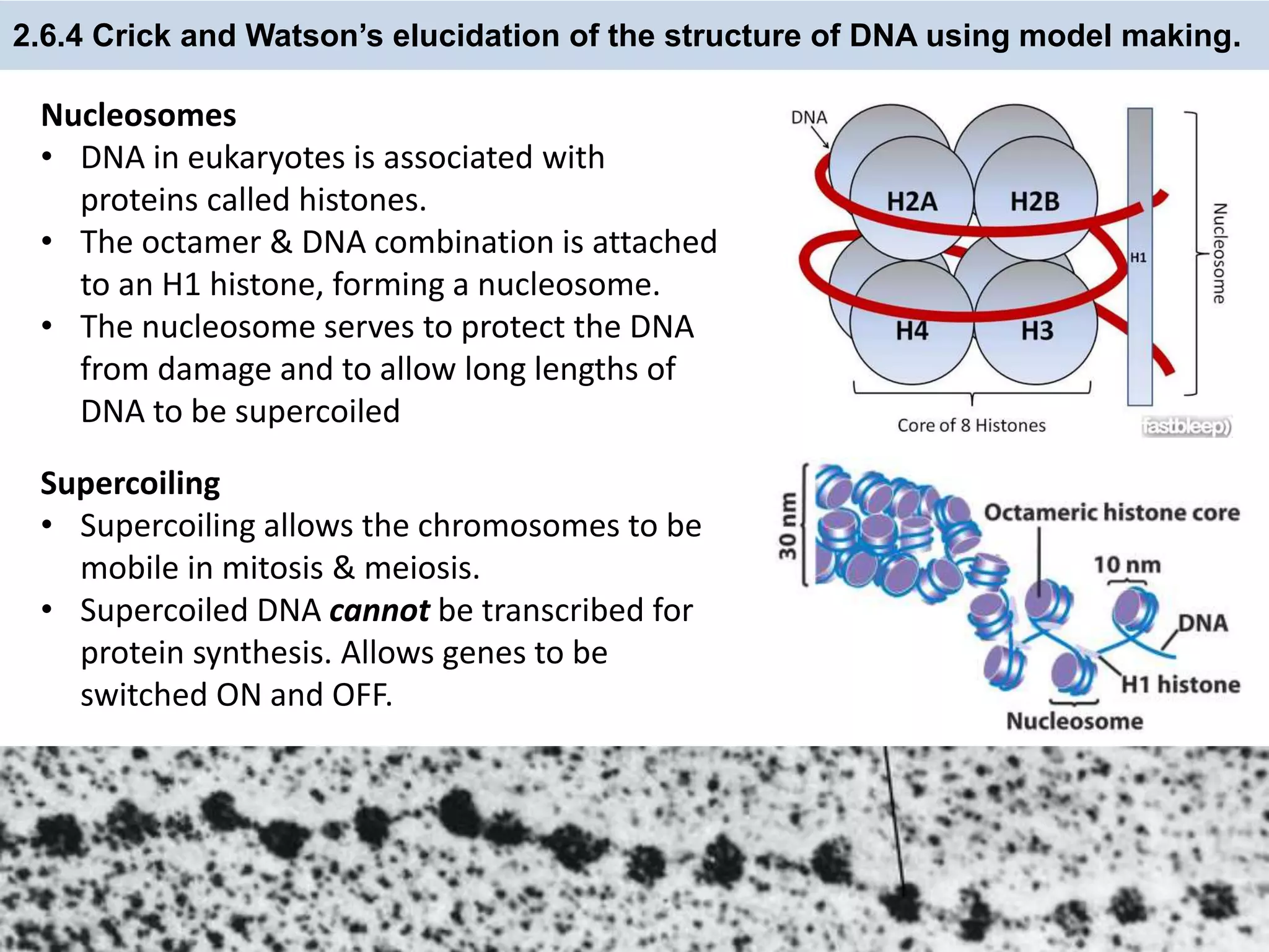 2.6.4 Crick and Watson’s elucidation of the structure of DNA using model making.
Nucleosomes
• DNA in eukaryotes is associated with
proteins called histones.
• The octamer & DNA combination is attached
to an H1 histone, forming a nucleosome.
• The nucleosome serves to protect the DNA
from damage and to allow long lengths of
DNA to be supercoiled
Supercoiling
• Supercoiling allows the chromosomes to be
mobile in mitosis & meiosis.
• Supercoiled DNA cannot be transcribed for
protein synthesis. Allows genes to be
switched ON and OFF.
 