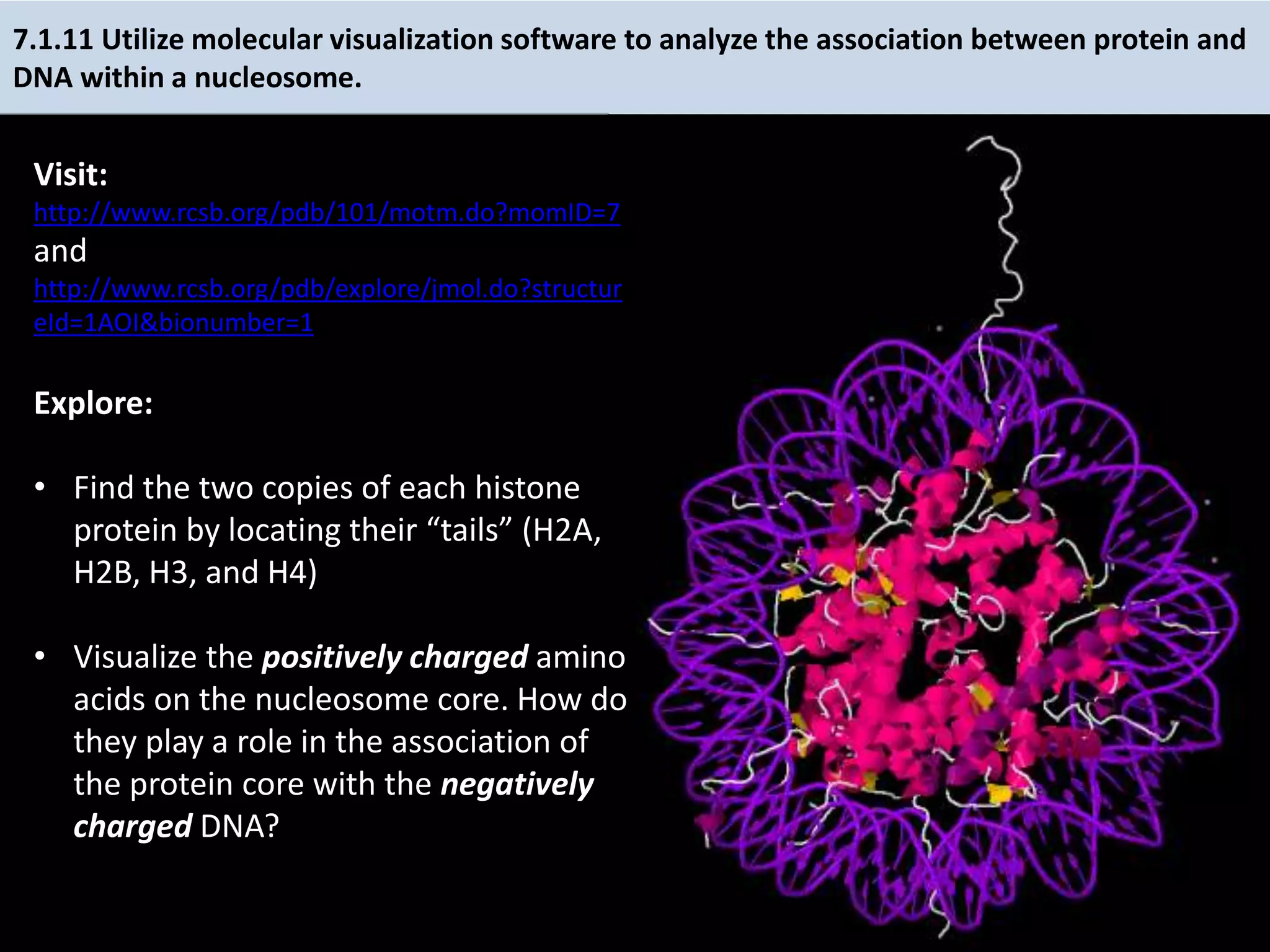 7.1.11 Utilize molecular visualization software to analyze the association between protein and
DNA within a nucleosome.
Visit:
http://www.rcsb.org/pdb/101/motm.do?momID=7
and
http://www.rcsb.org/pdb/explore/jmol.do?structur
eId=1AOI&bionumber=1
Explore:
• Find the two copies of each histone
protein by locating their “tails” (H2A,
H2B, H3, and H4)
• Visualize the positively charged amino
acids on the nucleosome core. How do
they play a role in the association of
the protein core with the negatively
charged DNA?
 