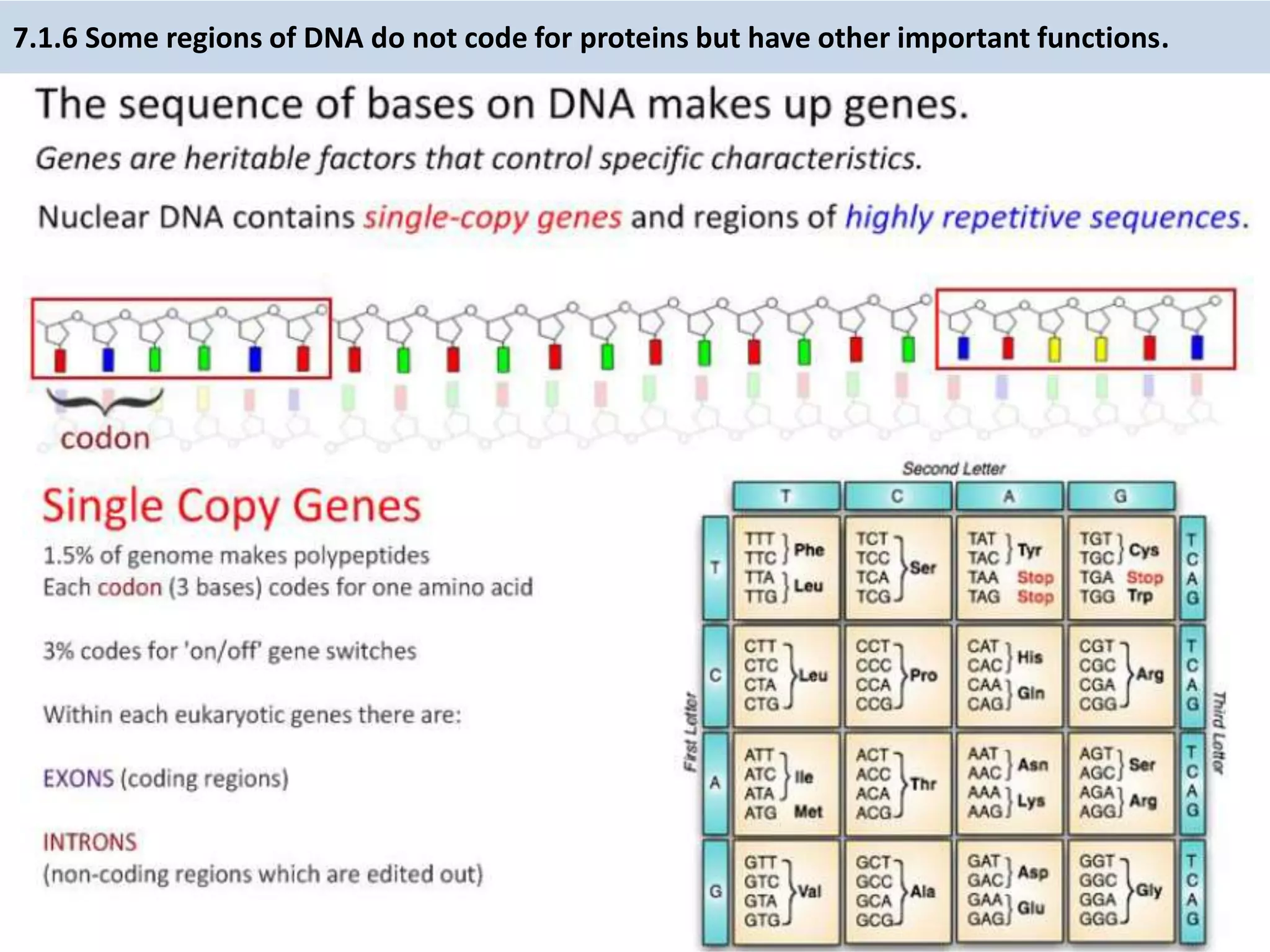 7.1.6 Some regions of DNA do not code for proteins but have other important functions.
 