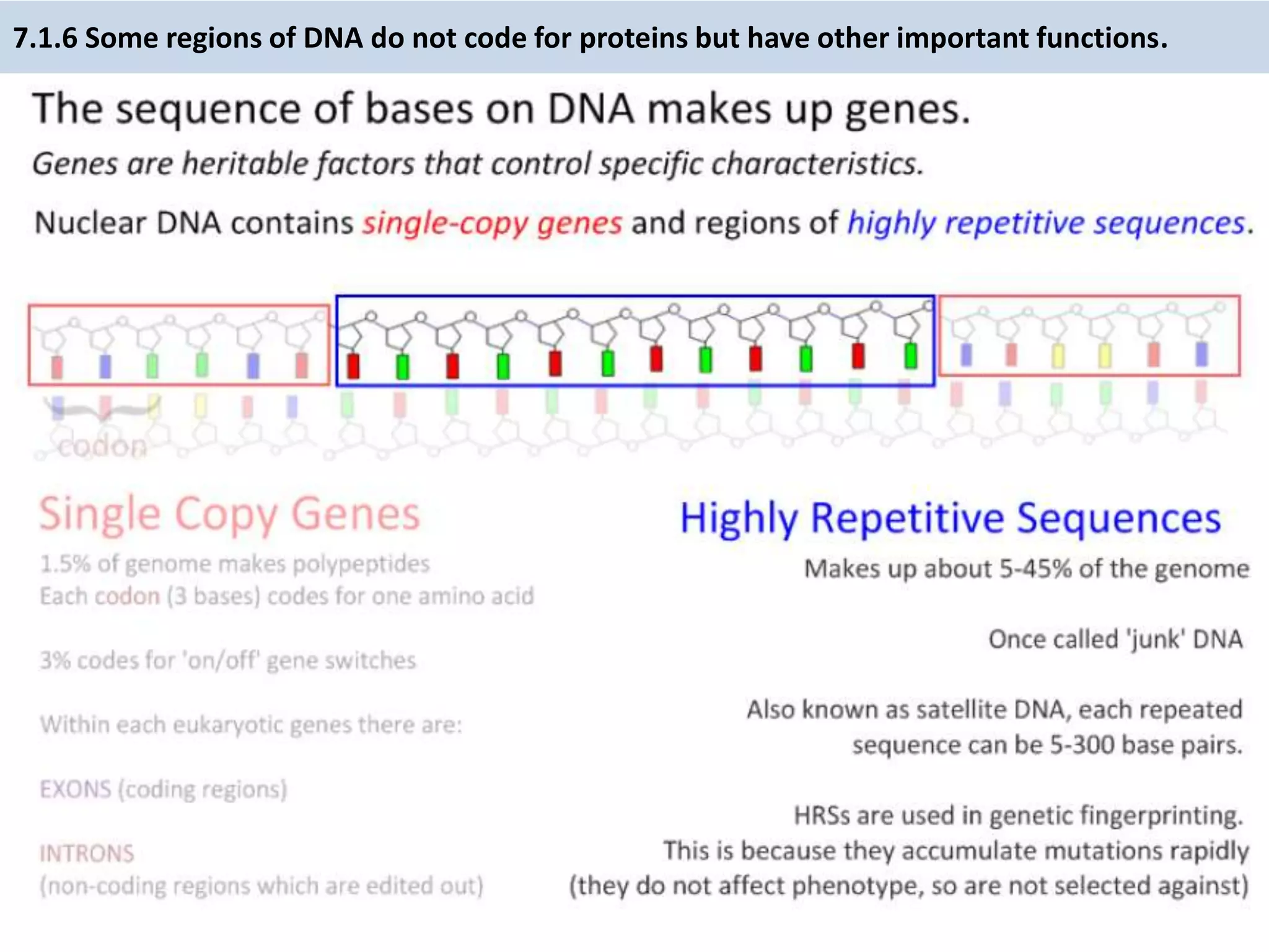 7.1.6 Some regions of DNA do not code for proteins but have other important functions.
 