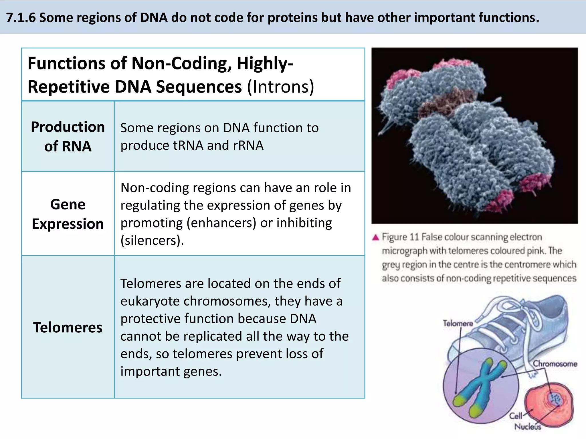 7.1.6 Some regions of DNA do not code for proteins but have other important functions.
Functions of Non-Coding, Highly-
Repetitive DNA Sequences (Introns)
Production
of RNA
Some regions on DNA function to
produce tRNA and rRNA
Gene
Expression
Non-coding regions can have an role in
regulating the expression of genes by
promoting (enhancers) or inhibiting
(silencers).
Telomeres
Telomeres are located on the ends of
eukaryote chromosomes, they have a
protective function because DNA
cannot be replicated all the way to the
ends, so telomeres prevent loss of
important genes.
 