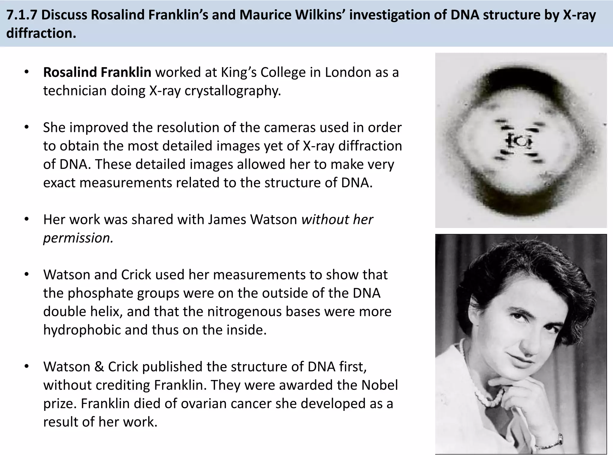 7.1.7 Discuss Rosalind Franklin’s and Maurice Wilkins’ investigation of DNA structure by X-ray
diffraction.
• Rosalind Franklin worked at King’s College in London as a
technician doing X-ray crystallography.
• She improved the resolution of the cameras used in order
to obtain the most detailed images yet of X-ray diffraction
of DNA. These detailed images allowed her to make very
exact measurements related to the structure of DNA.
• Her work was shared with James Watson without her
permission.
• Watson and Crick used her measurements to show that
the phosphate groups were on the outside of the DNA
double helix, and that the nitrogenous bases were more
hydrophobic and thus on the inside.
• Watson & Crick published the structure of DNA first,
without crediting Franklin. They were awarded the Nobel
prize. Franklin died of ovarian cancer she developed as a
result of her work.
 