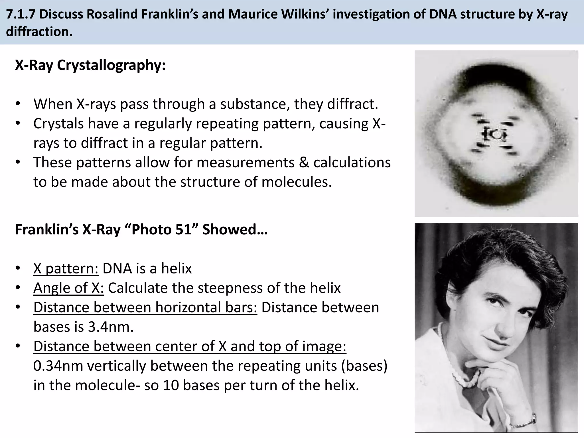 7.1.7 Discuss Rosalind Franklin’s and Maurice Wilkins’ investigation of DNA structure by X-ray
diffraction.
X-Ray Crystallography:
• When X-rays pass through a substance, they diffract.
• Crystals have a regularly repeating pattern, causing X-
rays to diffract in a regular pattern.
• These patterns allow for measurements & calculations
to be made about the structure of molecules.
Franklin’s X-Ray “Photo 51” Showed…
• X pattern: DNA is a helix
• Angle of X: Calculate the steepness of the helix
• Distance between horizontal bars: Distance between
bases is 3.4nm.
• Distance between center of X and top of image:
0.34nm vertically between the repeating units (bases)
in the molecule- so 10 bases per turn of the helix.
 