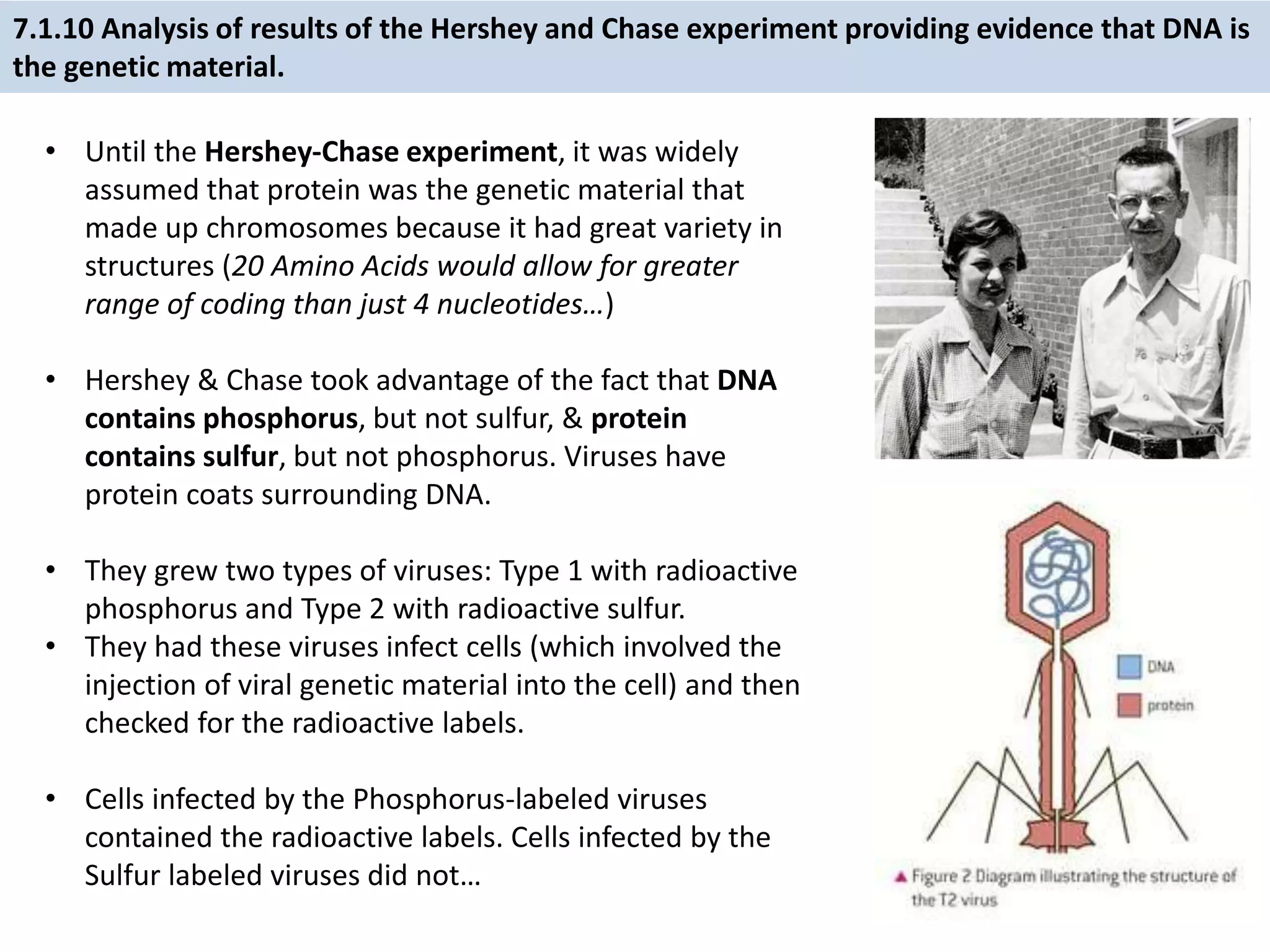 7.1.10 Analysis of results of the Hershey and Chase experiment providing evidence that DNA is
the genetic material.
• Until the Hershey-Chase experiment, it was widely
assumed that protein was the genetic material that
made up chromosomes because it had great variety in
structures (20 Amino Acids would allow for greater
range of coding than just 4 nucleotides…)
• Hershey & Chase took advantage of the fact that DNA
contains phosphorus, but not sulfur, & protein
contains sulfur, but not phosphorus. Viruses have
protein coats surrounding DNA.
• They grew two types of viruses: Type 1 with radioactive
phosphorus and Type 2 with radioactive sulfur.
• They had these viruses infect cells (which involved the
injection of viral genetic material into the cell) and then
checked for the radioactive labels.
• Cells infected by the Phosphorus-labeled viruses
contained the radioactive labels. Cells infected by the
Sulfur labeled viruses did not…
 