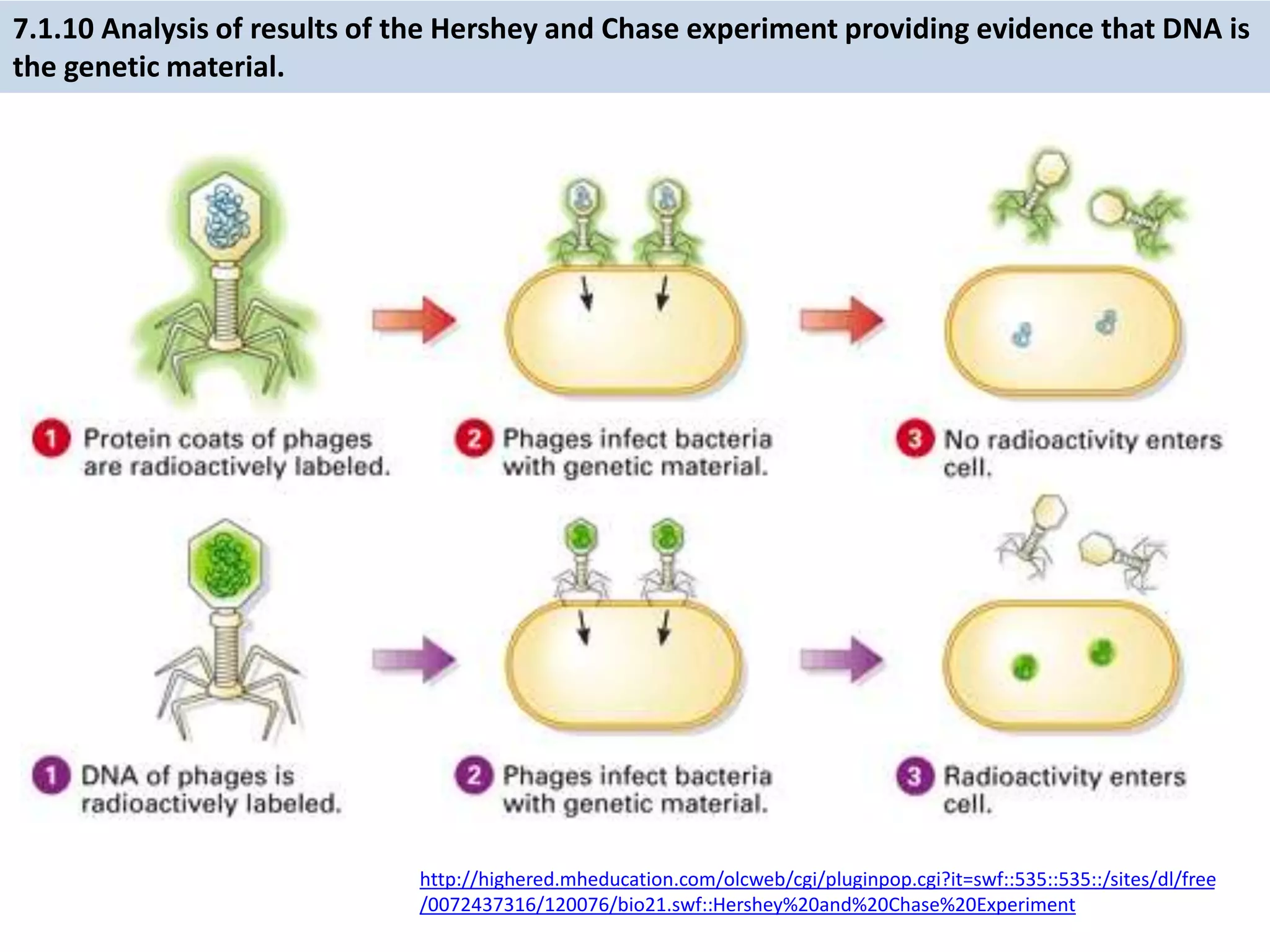 7.1.10 Analysis of results of the Hershey and Chase experiment providing evidence that DNA is
the genetic material.
http://highered.mheducation.com/olcweb/cgi/pluginpop.cgi?it=swf::535::535::/sites/dl/free
/0072437316/120076/bio21.swf::Hershey%20and%20Chase%20Experiment
 