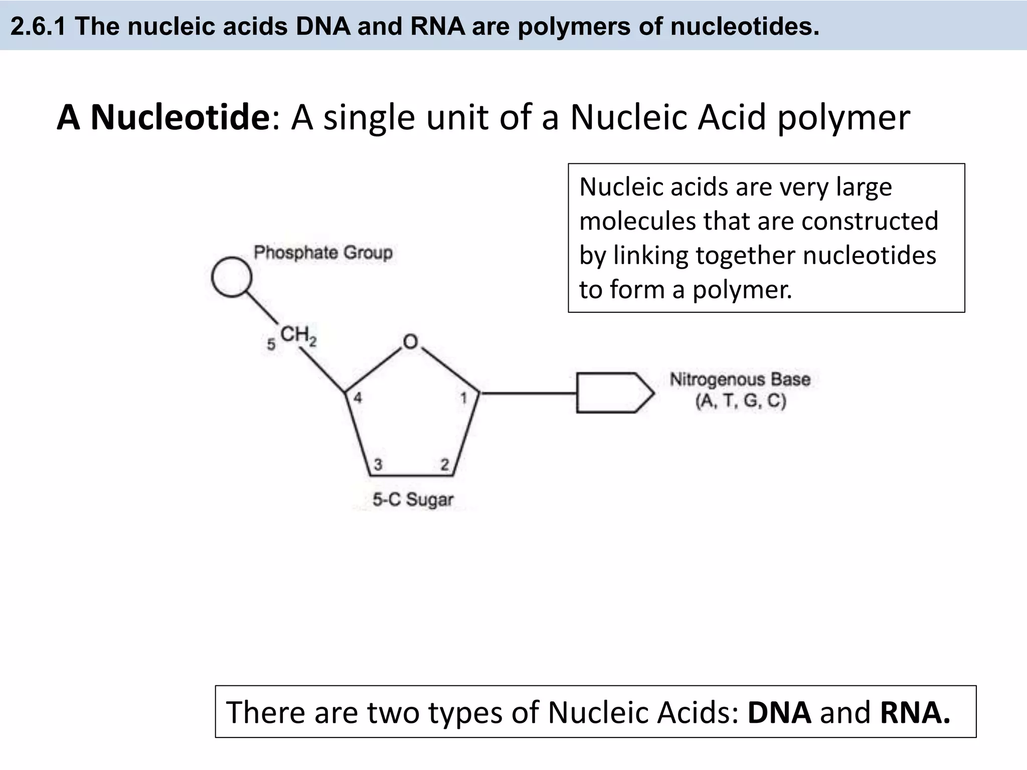 2.6.1 The nucleic acids DNA and RNA are polymers of nucleotides.
A Nucleotide: A single unit of a Nucleic Acid polymer
There are two types of Nucleic Acids: DNA and RNA.
Nucleic acids are very large
molecules that are constructed
by linking together nucleotides
to form a polymer.
 