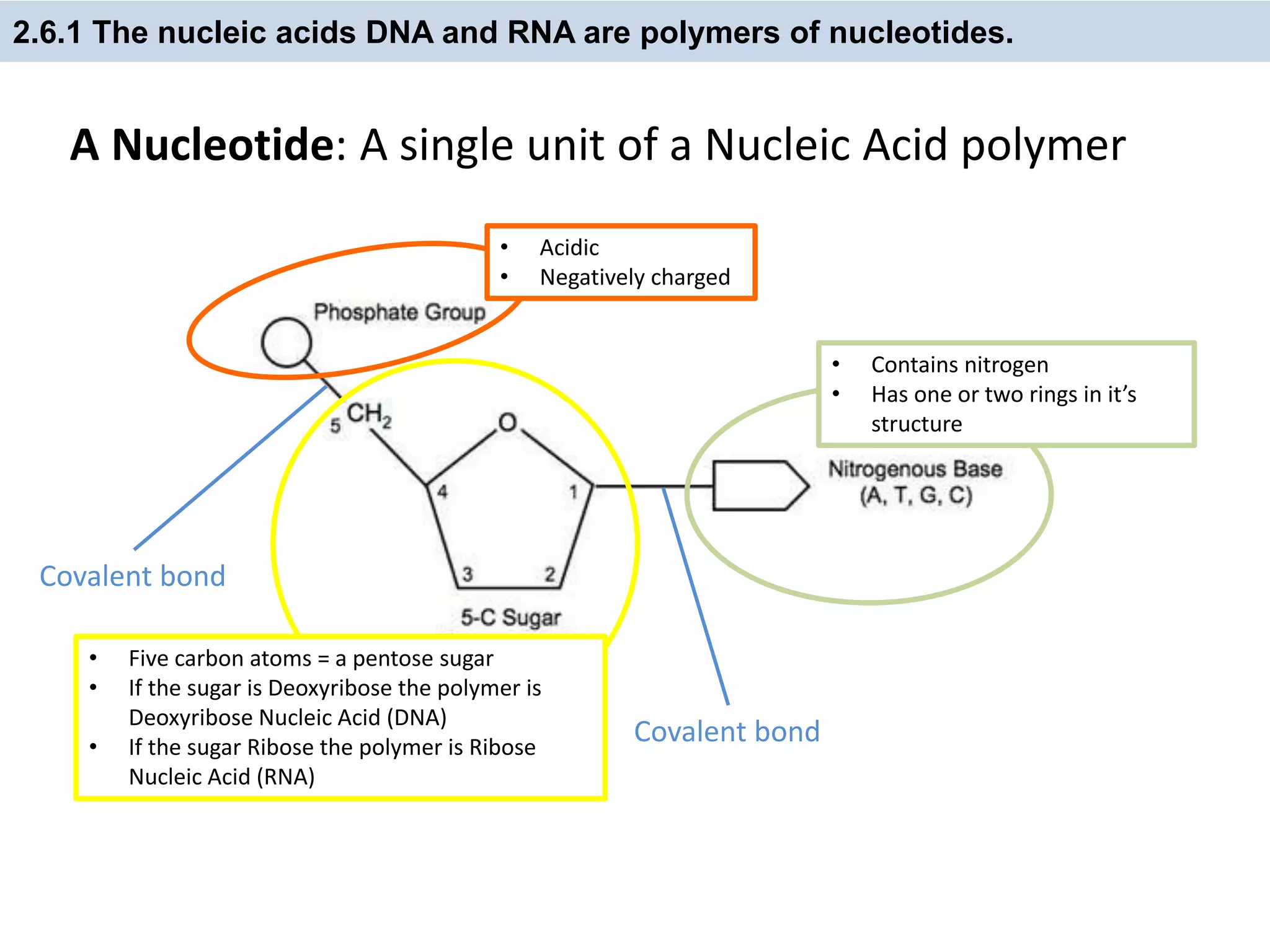 2.6.1 The nucleic acids DNA and RNA are polymers of nucleotides.
Covalent bond
Covalent bond
A Nucleotide: A single unit of a Nucleic Acid polymer
• Five carbon atoms = a pentose sugar
• If the sugar is Deoxyribose the polymer is
Deoxyribose Nucleic Acid (DNA)
• If the sugar Ribose the polymer is Ribose
Nucleic Acid (RNA)
• Acidic
• Negatively charged
• Contains nitrogen
• Has one or two rings in it’s
structure
 