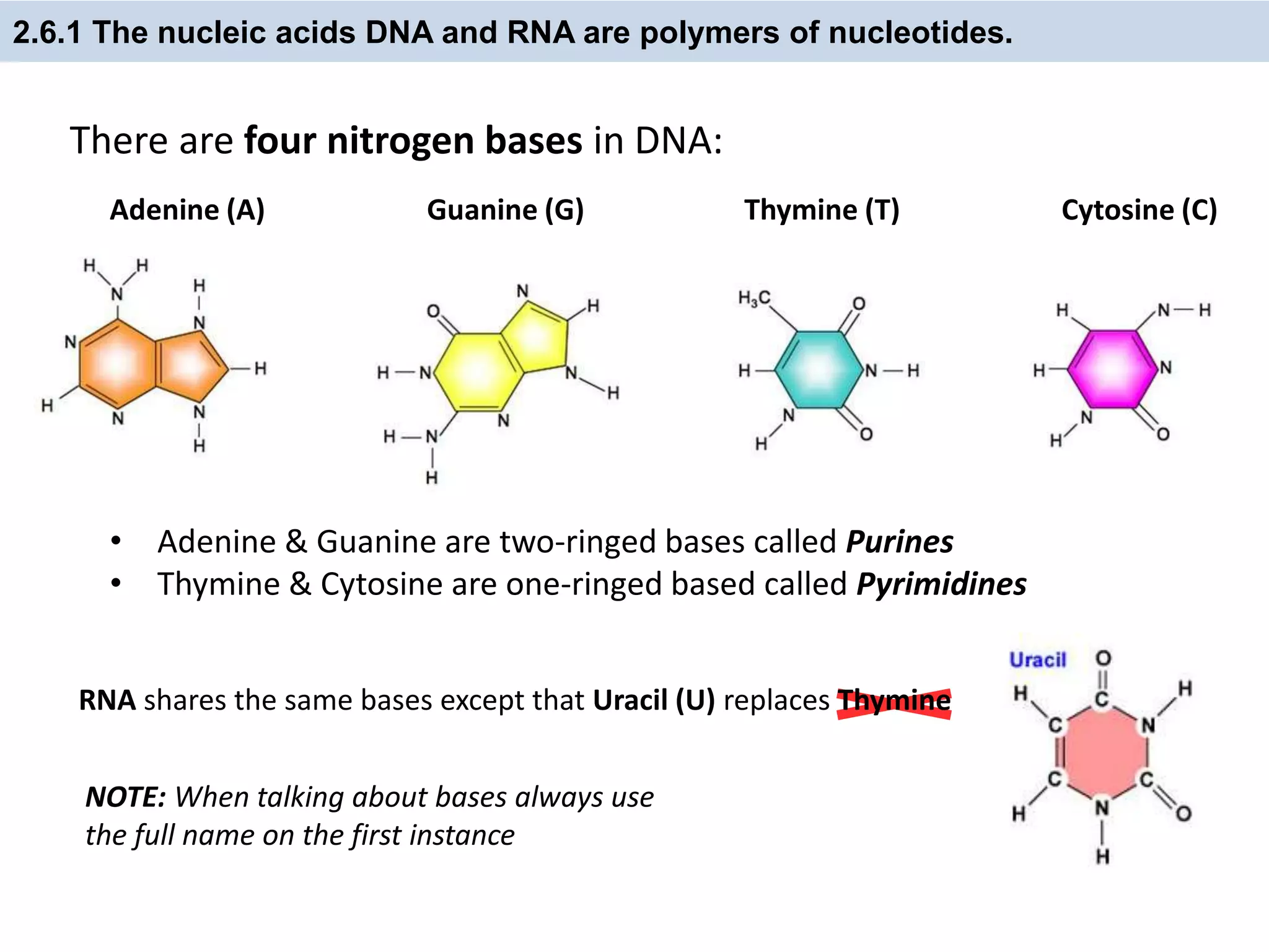 2.6.1 The nucleic acids DNA and RNA are polymers of nucleotides.
There are four nitrogen bases in DNA:
Adenine (A) Guanine (G) Thymine (T) Cytosine (C)
RNA shares the same bases except that Uracil (U) replaces Thymine
NOTE: When talking about bases always use
the full name on the first instance
• Adenine & Guanine are two-ringed bases called Purines
• Thymine & Cytosine are one-ringed based called Pyrimidines
 