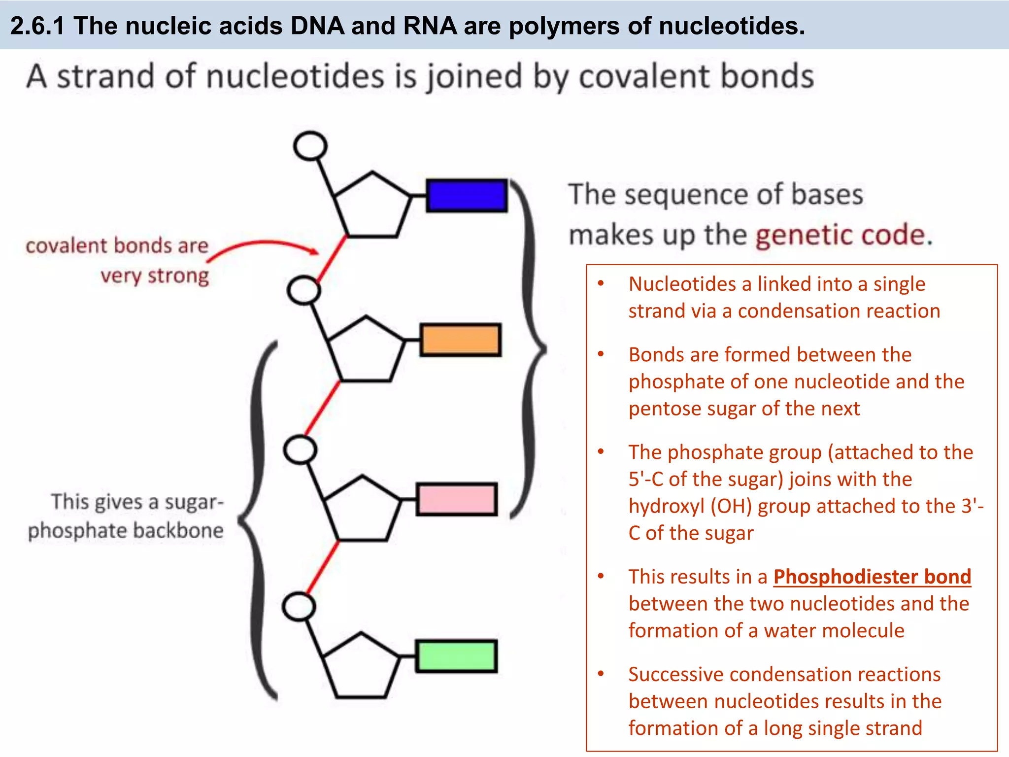 2.6.1 The nucleic acids DNA and RNA are polymers of nucleotides.
• Nucleotides a linked into a single
strand via a condensation reaction
• Bonds are formed between the
phosphate of one nucleotide and the
pentose sugar of the next
• The phosphate group (attached to the
5'-C of the sugar) joins with the
hydroxyl (OH) group attached to the 3'-
C of the sugar
• This results in a Phosphodiester bond
between the two nucleotides and the
formation of a water molecule
• Successive condensation reactions
between nucleotides results in the
formation of a long single strand
 