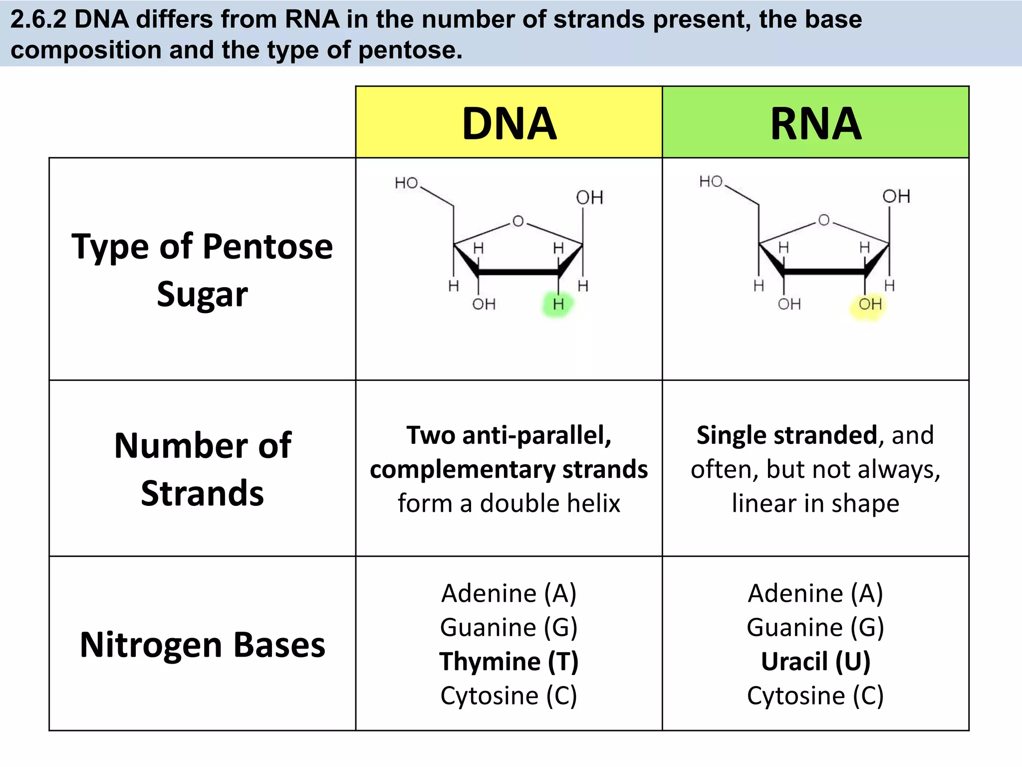 DNA RNA
Type of Pentose
Sugar
Number of
Strands
Two anti-parallel,
complementary strands
form a double helix
Single stranded, and
often, but not always,
linear in shape
Nitrogen Bases
Adenine (A)
Guanine (G)
Thymine (T)
Cytosine (C)
Adenine (A)
Guanine (G)
Uracil (U)
Cytosine (C)
2.6.2 DNA differs from RNA in the number of strands present, the base
composition and the type of pentose.
 