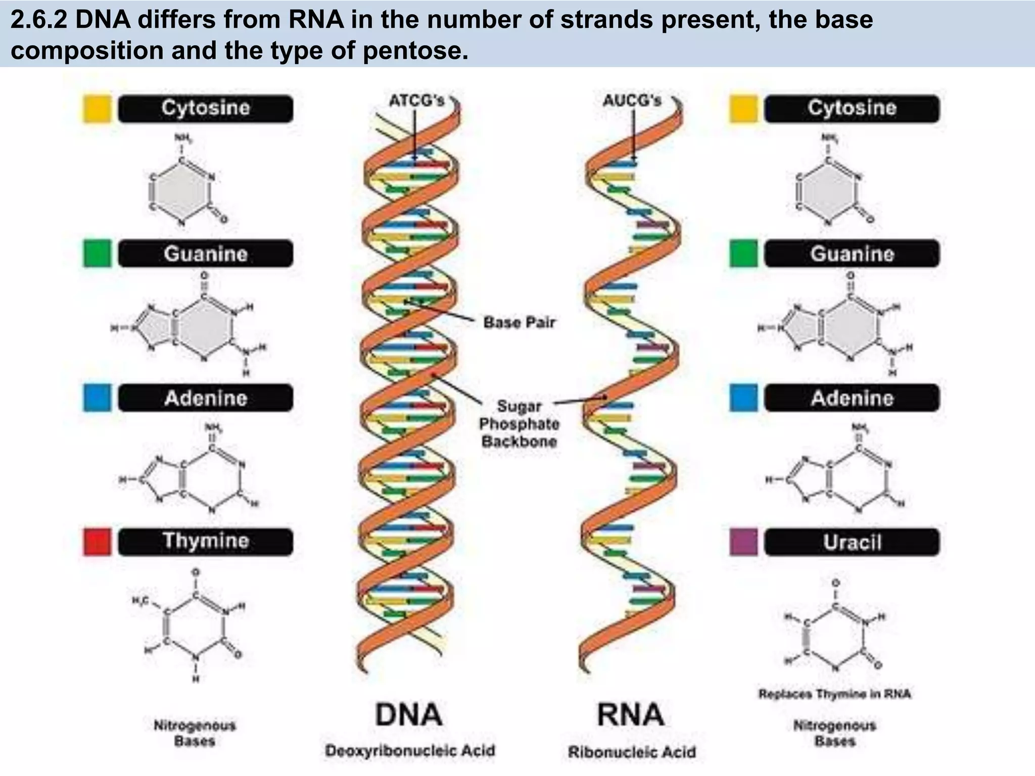 2.6.2 DNA differs from RNA in the number of strands present, the base
composition and the type of pentose.
 