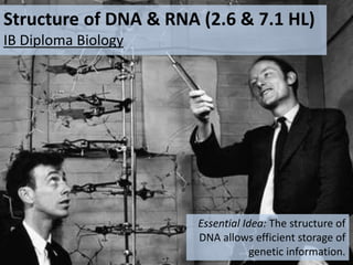 Structure of DNA & RNA (2.6 & 7.1 HL)
IB Diploma Biology
Essential Idea: The structure of
DNA allows efficient storage of
genetic information.
 