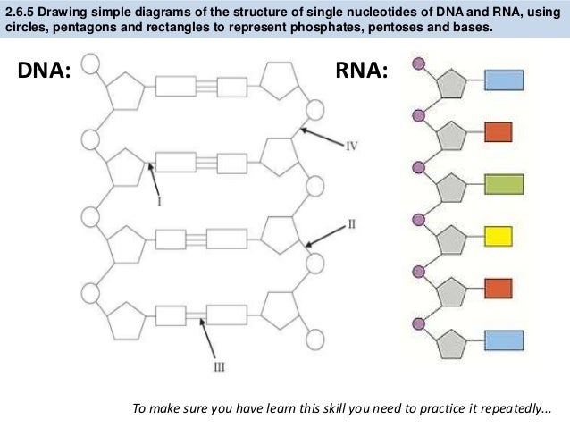 Ib Biology 2 6 7 1 Slides Dna Structure Ib Biology 2 6 7 1 Slides Dna Structure