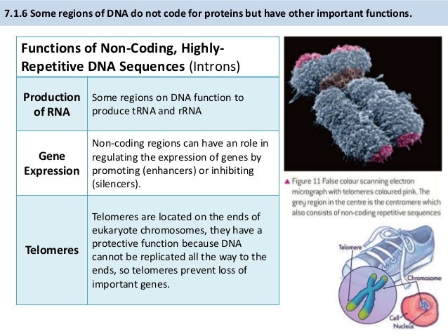 IB Biology 2.6 & 7.1 Slides: DNA Structure