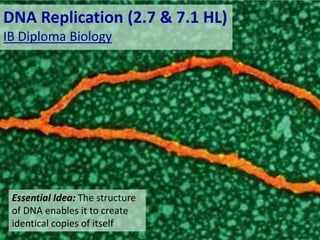 DNA Replication (2.7 & 7.1 HL)
IB Diploma Biology
Essential Idea: The structure
of DNA enables it to create
identical copies of itself
 