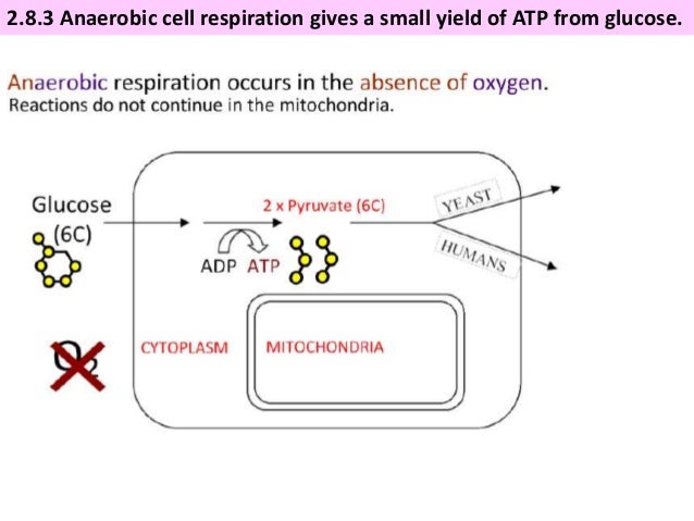 Ib Biology 2 8 Slides Respiration