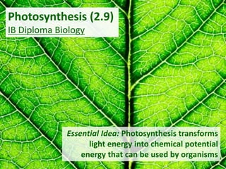 Photosynthesis (2.9)
IB Diploma Biology
Essential Idea: Photosynthesis transforms
light energy into chemical potential
energy that can be used by organisms
 