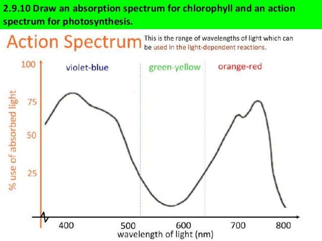 action spectrum