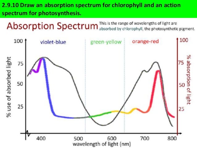 action spectrum