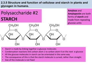 IB Biology 2.3 Slides: Lipids & Carbohydrates | PPTX