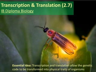 Transcription & Translation (2.7)
IB Diploma Biology
Essential Idea: Transcription and translation allow the genetic
code to be transformed into physical traits of organisms
 