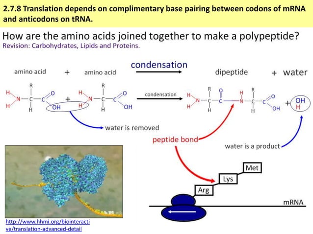 IB Biology 2.7 Slides: Transcription & Translation | PPTX