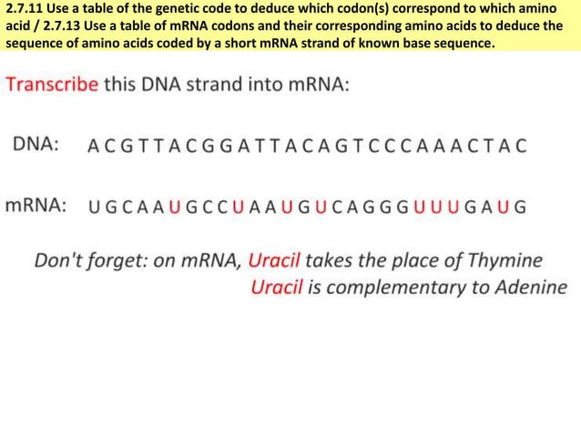 IB Biology 2.7 Slides: Transcription & Translation | PPTX