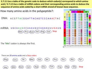 Mrna Base Code IB Biology 2.7 Slides: Transcription & Translation | PPTX