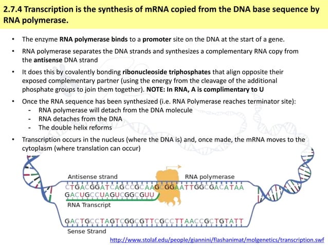 IB Biology 2.7 Slides: Transcription & Translation | PPTX