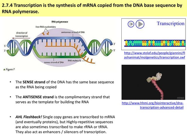 IB Biology 2.7 Slides: Transcription & Translation | PPTX