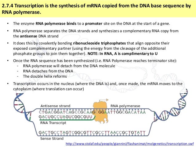 biology translation